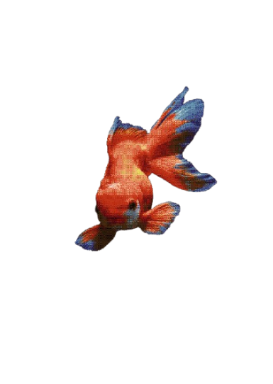 First dither fish